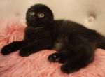 Winnie - Scottish Fold Cat For Sale - Grand Rapids&comma; MI&comma; US