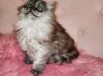 Dolly - Scottish Straight Cat For Sale - Grand Rapids&comma; MI&comma; US
