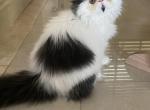 Blacky - Persian Cat For Sale - Clewiston&comma; FL&comma; US