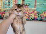 Nutella - Scottish Fold Cat For Sale - Levittown&comma; PA&comma; US