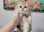 Niko - Scottish Fold Cat For Sale - Levittown&comma; PA&comma; US