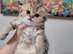 Nugget - Scottish Straight Cat For Sale - Levittown&comma; PA&comma; US
