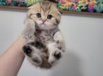 Nola - Scottish Fold Cat For Sale - Levittown&comma; PA&comma; US