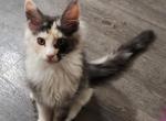 Ginger - Maine Coon Cat For Sale - Russellville&comma; MO&comma; US