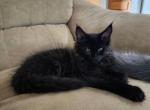Thurston - Maine Coon Cat For Sale - Russellville&comma; MO&comma; US
