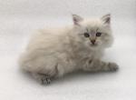 Lilly - Siberian Cat For Sale - North Port&comma; FL&comma; US