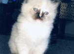 April - Ragdoll Cat For Sale - WI&comma; US