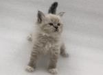 Ivy - Siberian Cat For Sale - North Port&comma; FL&comma; US