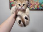 Muffin - Scottish Straight Cat For Sale - Levittown&comma; PA&comma; US