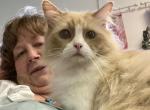 Ragdoll cinnamon sepia bicolor male - Ragdoll Cat For Sale - Salem&comma; OR&comma; US