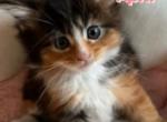 April - Maine Coon Cat For Sale - Manchester Township&comma; NJ&comma; US