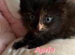 Apria - Maine Coon Cat For Sale - Manchester Township&comma; NJ&comma; US
