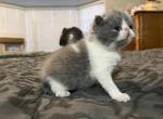 Lilac Exotic Shorthair Persian - Exotic Cat For Sale - Ozark&comma; AL&comma; US