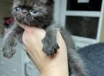 Female black Shorthair Persian - Exotic Cat For Sale - Ozark&comma; AL&comma; US