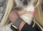 gucci - Siamese Cat For Sale - Barrington&comma; IL&comma; US