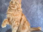 Diana - Maine Coon Cat For Sale/Retired Breeding - Staten Island&comma; NY&comma; US