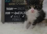 Bowser - Maine Coon Cat For Sale - Braham&comma; MN&comma; US