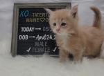 Princess Daisy - Maine Coon Cat For Sale - Braham&comma; MN&comma; US