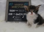 Yoshi - Maine Coon Cat For Sale - Braham&comma; MN&comma; US