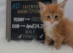 Princess Peach - Maine Coon Cat For Sale - Braham&comma; MN&comma; US