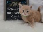 Luigi - Maine Coon Cat For Sale - Braham&comma; MN&comma; US