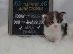 Sheldon - Maine Coon Cat For Sale - Braham&comma; MN&comma; US