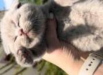 Scottish fold lilac solid color baby girl - Scottish Fold Cat For Sale - Los Angeles&comma; CA&comma; US