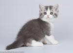 Lugok blue and white British shorthair baby boy - British Shorthair Cat For Sale - Los Angeles&comma; CA&comma; US