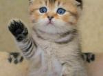 Golden ticked chinchilla scottish fold boy - Scottish Fold Cat For Sale - Los Angeles&comma; CA&comma; US