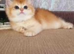 Pasha black golden shell ny 12 british shorthair - British Shorthair Cat For Sale - Los Angeles&comma; CA&comma; US