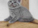 Britsh Shorthair baby boy lilac solid color - British Shorthair Cat For Sale - Los Angeles&comma; CA&comma; US