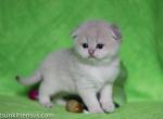 Ebbi scottish fold blue golden shaded color - Scottish Fold Cat For Sale - Los Angeles&comma; CA&comma; US
