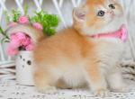 Xamie golden ny 12 british shorthair - British Shorthair Cat For Sale - Los Angeles&comma; CA&comma; US