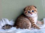 He looks like a cheetah scottish fold baby boy - Scottish Fold Cat For Sale - Los Angeles&comma; CA&comma; US