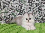 Yummi scottish fold longhair silver shaded - Scottish Fold Cat For Sale - Los Angeles&comma; CA&comma; US