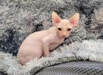 Ollie - Sphynx Cat For Sale - Rockford&comma; IL&comma; US