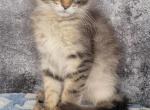 Female mainecoon - Maine Coon Cat For Sale - Frenchtown&comma; MI&comma; US