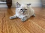 Ragdoll female - Ragdoll Cat For Sale - Boston&comma; MA&comma; US