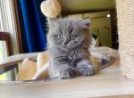 British Longhair - British Shorthair Cat For Sale - Fort Wayne&comma; IN&comma; US