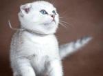 Bella scottish fold with stripped tail - Scottish Fold Cat For Sale - Los Angeles&comma; CA&comma; US