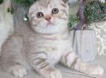 Jade lilac tabby scottish fold baby girl - Scottish Fold Cat For Sale - Los Angeles&comma; CA&comma; US