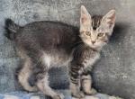 Hybrid male - Maine Coon Cat For Sale - Frenchtown&comma; MI&comma; US