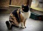 Patches - Exotic Cat For Sale - Ozark&comma; AL&comma; US