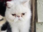Marshmallow - Exotic Cat For Sale - Ozark&comma; AL&comma; US