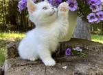 Sugar - Minuet Cat For Sale - West Branch&comma; MI&comma; US