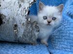 Sushi - Minuet Cat For Sale - West Branch&comma; MI&comma; US