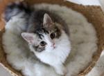 GIDGET - Scottish Straight Cat For Sale - Fontana&comma; CA&comma; US