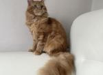 Ophelia - Maine Coon Cat For Sale - New York&comma; NY&comma; US