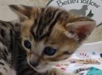 Savannah F4SBTs - Savannah Cat For Sale - Franklin&comma; NC&comma; US