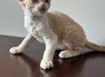 Nex - Devon Rex Cat For Sale - Philadelphia&comma; PA&comma; US